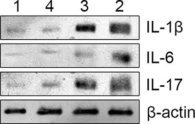 The recovery of intestinal barrier function and changes in oral microbiota after radiation therapy injury